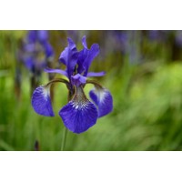 Iris sibirica ´Blue King´ Co9