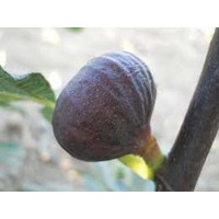 Figovník - Ficus carica ´Györöki lapos´ 40/50 Co2L