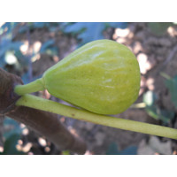 Figovník - Ficus carica ´Mary Lane´ (bezsemenné) 20/30 Co2L