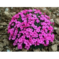 Dianthus microlepis Co9