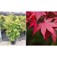 Javor dlaňolistý - Acer palmatum ´Osakazuki´  Co15L 80/100