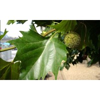 Platan javorolistý - Platanus acerifolia 12/14