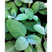 Šalvia lekárska - Salvia officinalis 'Maxima' Co2L