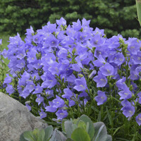 Campanula  'Dublin Blue'