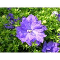 Campanula  'Dublin Blue'