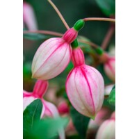 Fuchsia ´Elma´