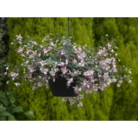 Fuchsia ´Elma´