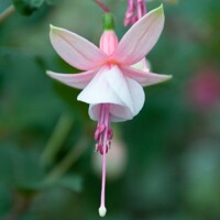 Fuchsia ´Elma´
