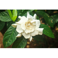 Gardenia ´Jasminoides´