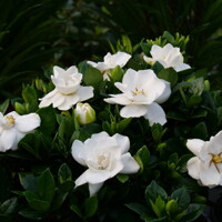 Gardenia ´Jasminoides´