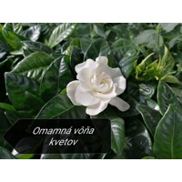 Gardenia ´Jasminoides´