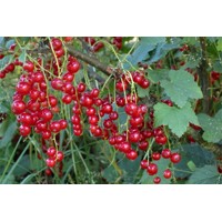 Ríbezľa červená stromčeková - Ribes rubrum  'Jonker van Tets' Co3L KM90