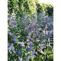 Caryopteris x clandonensis 'Inoveris' GRAND BLEU®  V9