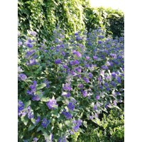 Caryopteris x clandonensis 'Inoveris' GRAND BLEU®  V9