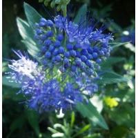 Caryopteris x clandonensis GRAND BLEU®  V9