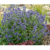 Caryopteris x clandonensis GRAND BLEU®  V9