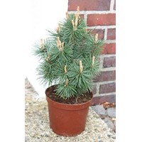 Borovica horská (kosodrevina)  - Pinus mugo ´Columnaris´ Columbo  Co7,5L 20/30