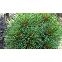 Borovica hladká - Pinus strobus ´Ontario´ Co5L  30/40