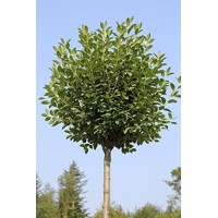Višňa krovitá - Prunus fruticosa 'Globosa'  Veľkosť:  120KM  , K - FP
