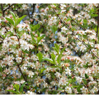 Višňa krovitá - Prunus fruticosa 'Globosa'  Veľkosť:  120KM  , K - FP