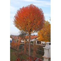 Višňa krovitá - Prunus fruticosa 'Globosa'  Veľkosť:  120KM  , K - FP
