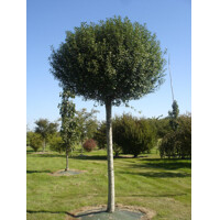 Višňa krovitá - Prunus fruticosa 'Globosa'  Veľkosť:  120KM  , K - FP