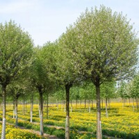 Višňa krovitá - Prunus fruticosa 'Globosa'  Veľkosť:  120KM  , K - FP