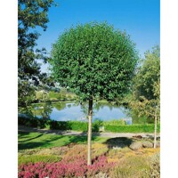 Višňa krovitá - Prunus fruticosa 'Globosa'  Veľkosť:  120KM  , K - FP