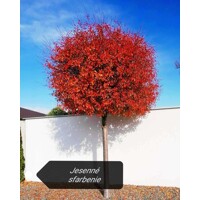 Višňa krovitá - Prunus fruticosa 'Globosa'  Veľkosť:  120KM  , K - FP