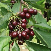 Čerešňa ´Kordia´ - skorá Co5L