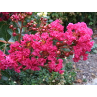 Myrta krepová tmavo ružová - Lagerstroemia indica ´Coccinea ´  Co120L  - viackmeňové