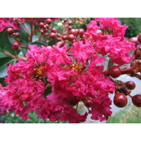 Myrta krepová tmavo ružová - Lagerstroemia indica ´Coccinea ´  Co120L  - viackmeňové