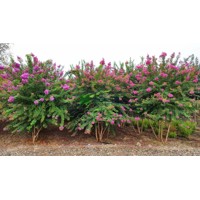 Myrta krepová tmavo ružová - Lagerstroemia indica ´Coccinea ´  Co35L 175/200  - viackmeňové