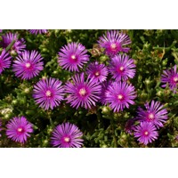 Delosperma Cooperi P12