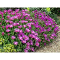 Delosperma Cooperi P12