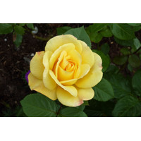 Ruža  - Rosa ´Arthur Bell´ -žltá veľkokvetá Co3L