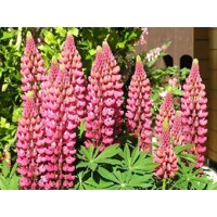 Lupínia mnoholistá - Lupinus polyphyllus ´Gallery pink´-   Co11