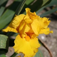 Iris germanica ´Golden Apple´ Co11 10/15
