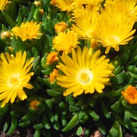 Delosperma ´Gold Nugget´ Co1L