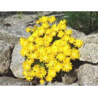 Delosperma ´Gold Nugget´ Co1L