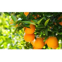 Pomarančovník - CITRUS X SINENSIS  Co5L  1/4 kmeň 60/80