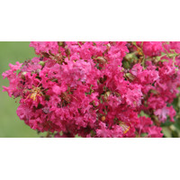 Myrta krepová - Lagerstroemia indica INDIYA CHARMS® FUCHSIA D'ETE Co8L  40/60  Co8L