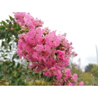 Myrta krepová tmavo ružová - Lagerstroemia indica ´Rosea Grassi ´  Co10L  160/180