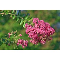 Myrta krepová tmavo ružová - Lagerstroemia indica ´Rosea Grassi ´  Co10L  160/180