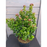 Leucothoe axillaris 'Curly Red'   Co10L