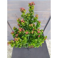 Leucothoe axillaris 'Curly Red'   Co10L