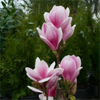 Magnolia 'Satisfaction'  Co30L 8-10 - vysokokmeň