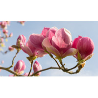 Magnolia soulangeana ´Rustica Rubra´ Co30L 150/175