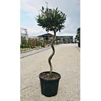 Vavrínovec lekársky - Prunus laurocerasus ´Otto Luyken´ - špirálový kmieniok    Co25L  1/2 kmeň