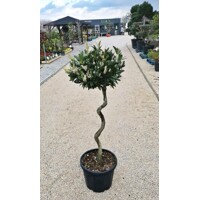 Vavrínovec lekársky - Prunus laurocerasus ´Otto Luyken´ - špirálový kmieniok    Co25L  1/2 kmeň
